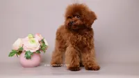 Mindjey Mahogany Red, a female Poodle - Toy  for sale in Miami, FL – 3 of 3