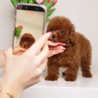 MEI – MAHOGANY RED Baby Face Toy , a female Poodle - Toy  for sale in Miami, FL – Photo 3 of 4