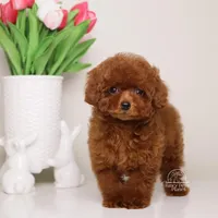 MEI – MAHOGANY RED Baby Face Toy , a female Poodle - Toy  for sale in Miami, FL – Photo 1 of 4