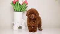 MEI – MAHOGANY RED TOYTeacup POODLE, a female Poodle - Toy  for sale in Miami, FL – Photo 1 of 4