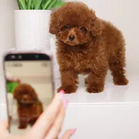 MEI – MAHOGANY RED Baby Face Toy , a female Poodle - Toy  for sale in Miami, FL – Photo 4 of 4