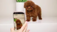 MEI – MAHOGANY RED TOYTeacup POODLE, a female Poodle - Toy  for sale in Miami, FL – Photo 4 of 4