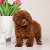 MEI – MAHOGANY RED Baby Face Toy , a female Poodle - Toy  for sale in Miami, FL – Photo 2 of 4