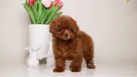 MEI – MAHOGANY RED TOYTeacup POODLE, a female Poodle - Toy  for sale in Miami, FL – Photo 2 of 4