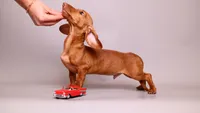 Chipping Chip, a male Miniature Dachshund for sale in Miami, FL – 3 of 4