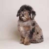 Ollie brown merle, a male Poodle - Toy  and Poodle - Miniature  for sale in Miami, FL – Photo 4 of 5