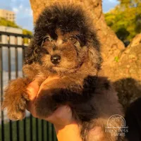 Ollie brown merle, a male Poodle - Toy  and Poodle - Miniature  for sale in Miami, FL – Photo 1 of 5