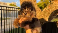 Ollie brown merle, a male Poodle - Toy  for sale in Miami, FL – Photo 1 of 6