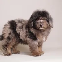 Ollie brown merle, a male Poodle - Toy  and Poodle - Miniature  for sale in Miami, FL – Photo 5 of 5