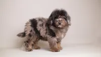 Ollie brown merle, a male Poodle - Toy  for sale in Miami, FL – Photo 6 of 6