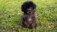 Ollie brown merle, a male Poodle - Toy  for sale in Miami, FL – Photo 2 of 6