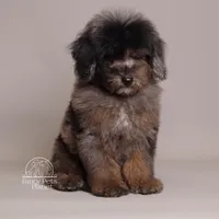 Ollie brown merle, a male Poodle - Toy  and Poodle - Miniature  for sale in Miami, FL – Photo 3 of 5