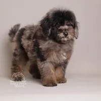 Ollie brown merle, a male Poodle - Toy  and Poodle - Miniature  for sale in Miami, FL – Photo 2 of 5