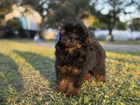 Mateo toy Phantom, a male Poodle - Toy  for sale in Miami, FL – Photo 2 of 5