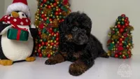 Mateo toy Phantom, a male Poodle - Toy  for sale in Miami, FL – Photo 5 of 5