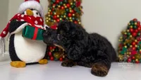Mateo toy Phantom, a male Poodle - Toy  for sale in Miami, FL – Photo 4 of 5