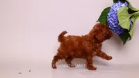 Erling , a male Poodle - Toy  for sale in Miami, FL – 4 of 6