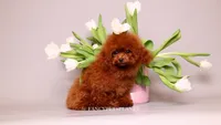 Baby Donna, a female Poodle - Toy  for sale in Miami, FL – 1 of 5
