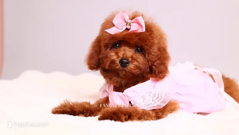 Ruby Red – Poodle - Toy  puppy for sale in Miami, FL