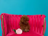 Keeper of Secrets, a male Poodle - Toy  for sale in Miami, FL – 4 of 5
