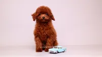 VISITA PER FORTUNA SHERI , a male Poodle - Toy  for sale in Miami, FL – 2 of 6