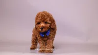 COPPER , a male Poodle - Toy  for sale in Miami, FL – 1 of 4