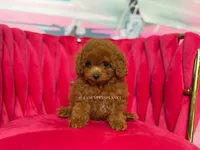 Key to my soul, a male Poodle - Toy  for sale in Miami, FL – 3 of 7