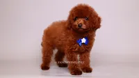 VISITA PER FORTUNA SHANTI , a male Poodle - Toy  for sale in Miami, FL – 3 of 4