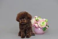 Noah-Bentley Teacup Chocolate, a female Poodle - Toy  for sale in Miami, FL – 2 of 4
