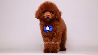 VISITA PER FORTUNA SHANTI , a male Poodle - Toy  for sale in Miami, FL – 2 of 4