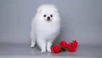 Nicoletta Von Rikos, a female Pomeranian for sale in Miami, FL – 4 of 5