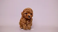 CITRINE, a female Poodle - Toy  for sale in Miami, FL – 3 of 4