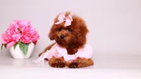 Ruby AKC Red, a female Poodle - Toy  for sale in Miami, FL – 2 of 7