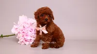 Elodie, a female Poodle - Toy  for sale in Miami, FL – 4 of 5