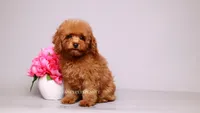 Francisca, a female Poodle - Toy  for sale in Miami, FL – 2 of 4