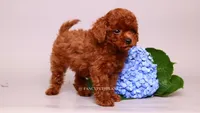 Ernest , a male Poodle - Toy  for sale in Miami, FL – 3 of 6