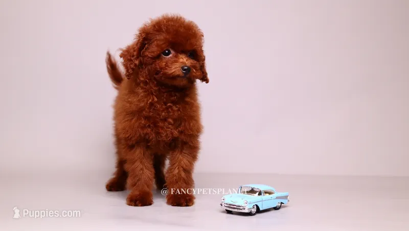 VISITA PER FORTUNA SHERI  – Poodle - Toy  puppy for sale in Miami, FL