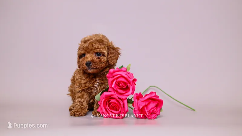 CITRINE – Poodle - Toy  puppy for sale in Miami, FL