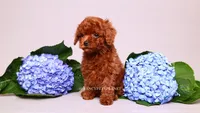 Ernest , a male Poodle - Toy  for sale in Miami, FL – 6 of 6