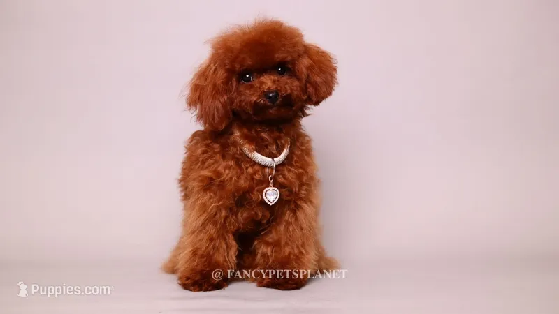 Mindjey Mahogany Red – Poodle - Toy  puppy for sale in Miami, FL