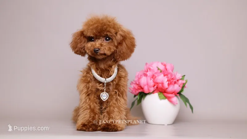 Meilin Teacup toy poodle – Poodle - Toy  puppy for sale in Miami, FL