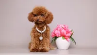 Meilin Teacup toy poodle, a female Poodle - Toy  for sale in Miami, FL – 1 of 4