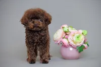 Noah-Bentley Teacup Chocolate, a female Poodle - Toy  for sale in Miami, FL – 3 of 4