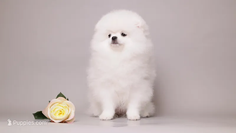 NARY VON RIKOS – Pomeranian puppy for sale in Miami, FL