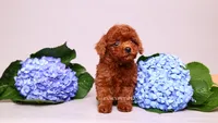 Ernest , a male Poodle - Toy  for sale in Miami, FL – 1 of 6