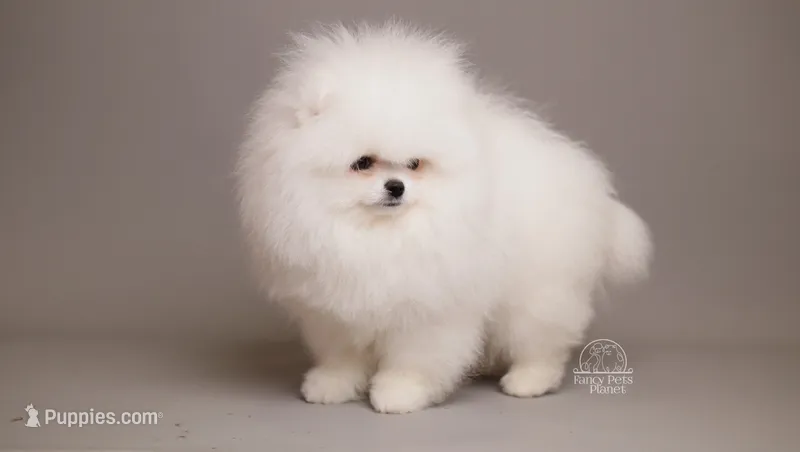 Aria Snow White Teddy bear