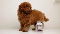 Dior baby-faced mahogany toy , a female Poodle - Toy  for sale in Miami, FL – Photo 2 of 6