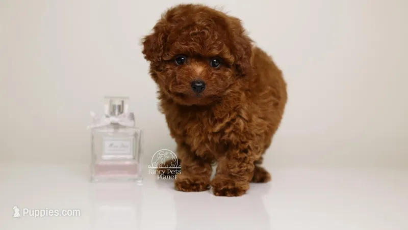 Dior teacup mahogany toy 