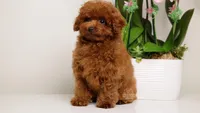 Dior baby-faced mahogany toy , a female Poodle - Toy  for sale in Miami, FL – Photo 3 of 6