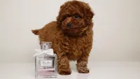 Dior teacup mahogany toy , a female Poodle - Toy  for sale in Miami, FL – Photo 3 of 3